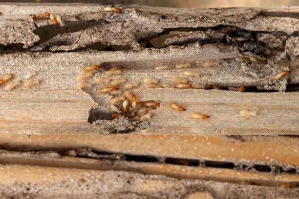 Best Mosquito Control Services  in Green Oaks, IL